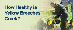 How Healthy is Yellow Breeches Creek?